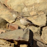 Rock-wren-2