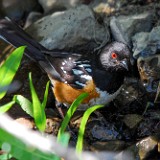 Spotted Towhee