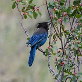 Steller's-Jay-1