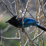 Steller's-Jay