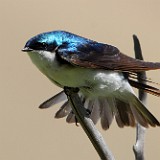 Tree swallow - tachycineta bicolor (2)