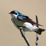 Tree swallow - tachycineta bicolor