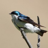 Tree-swallow-tachycineta-bicolor