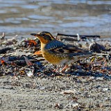 Varied-thrush