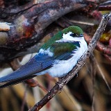 Violet-green Swallow