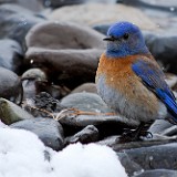 Western Bluebird-April snow
