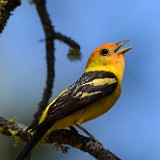 Western Tanager1