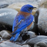 Western Bluebird-April snow