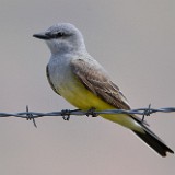 Western Kingbird