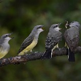 Western-Kingbirds-Adult-and-fledglings