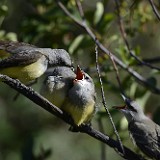 Western-Kingbirds-Adult-and-fledglings 1