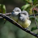 Western-Kingbirds-fledglings