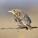 Western Meadowlark-female