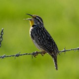 Western-Meadowlark 2