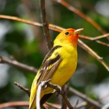 Western Tanager