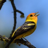 Western-Tanager 1