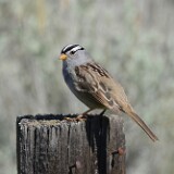 White-crowned-sparrow