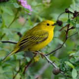 Yellow-Warbler