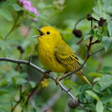 Yellow-Warbler 1