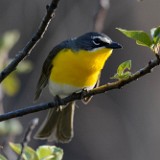 Yellow-breasted-Chat