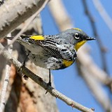 Yellow-rumped-warbler