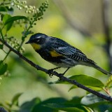 Yellow-rumped-warbler 1