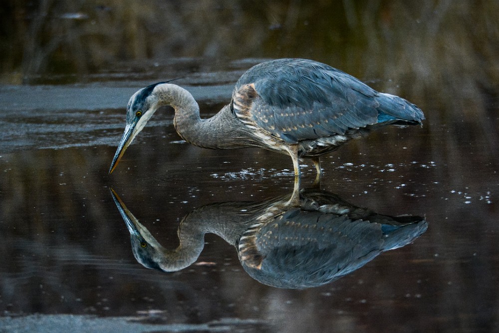 Blue-Heron