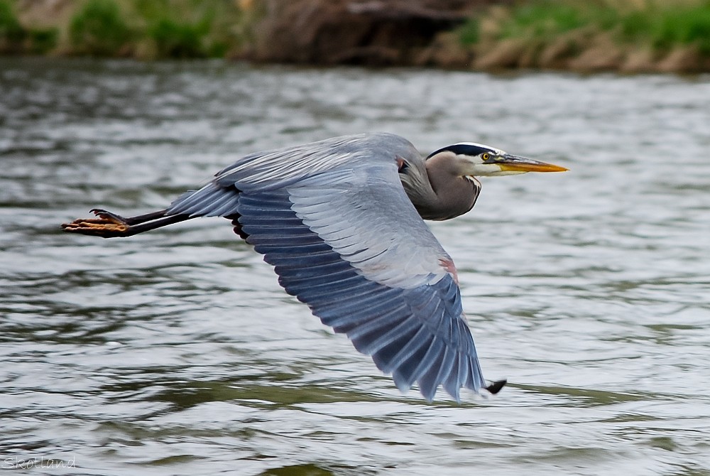 Blue-Heron 1