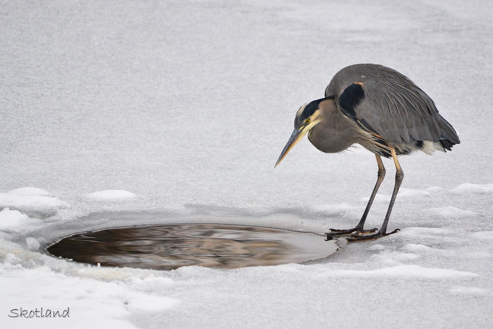 Blue-Heron 2