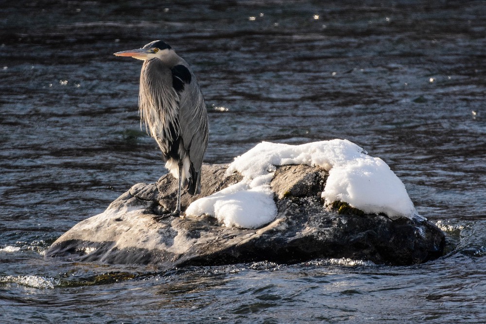 Blue-Heron 3