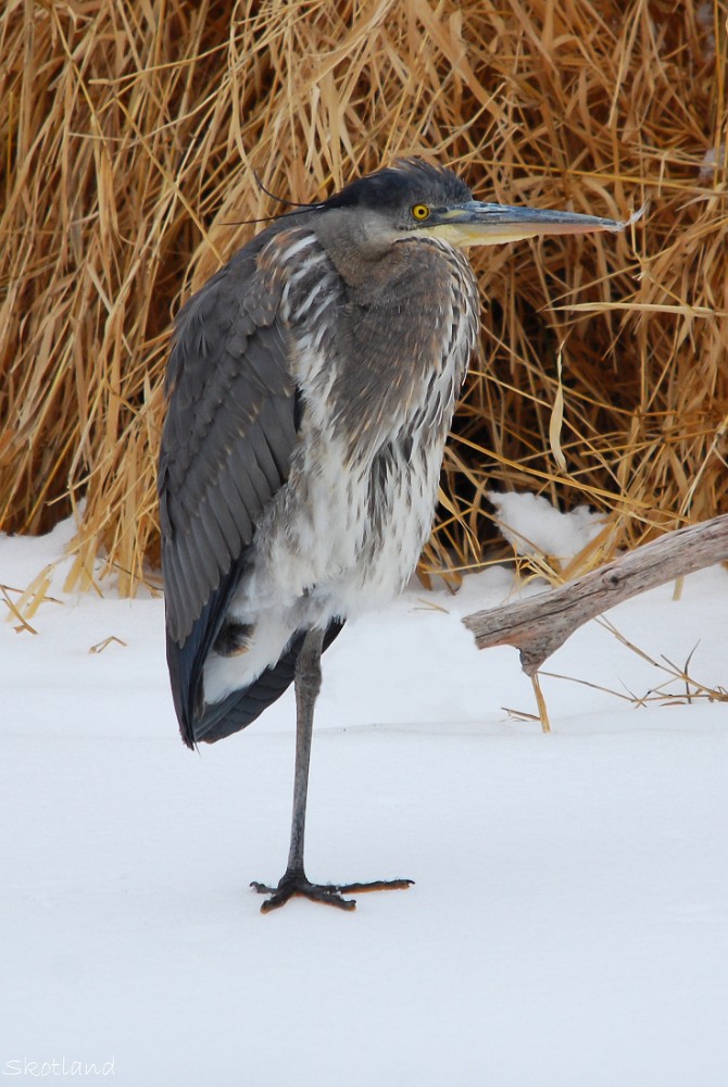 Blue-Heron 4