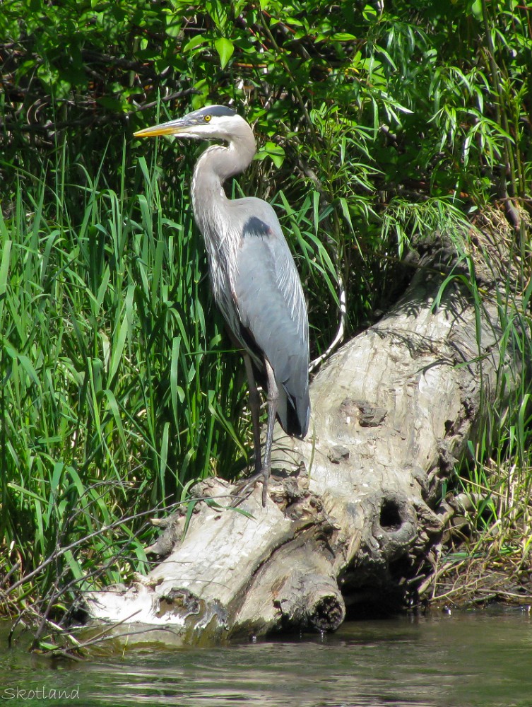 Blue-Heron 5