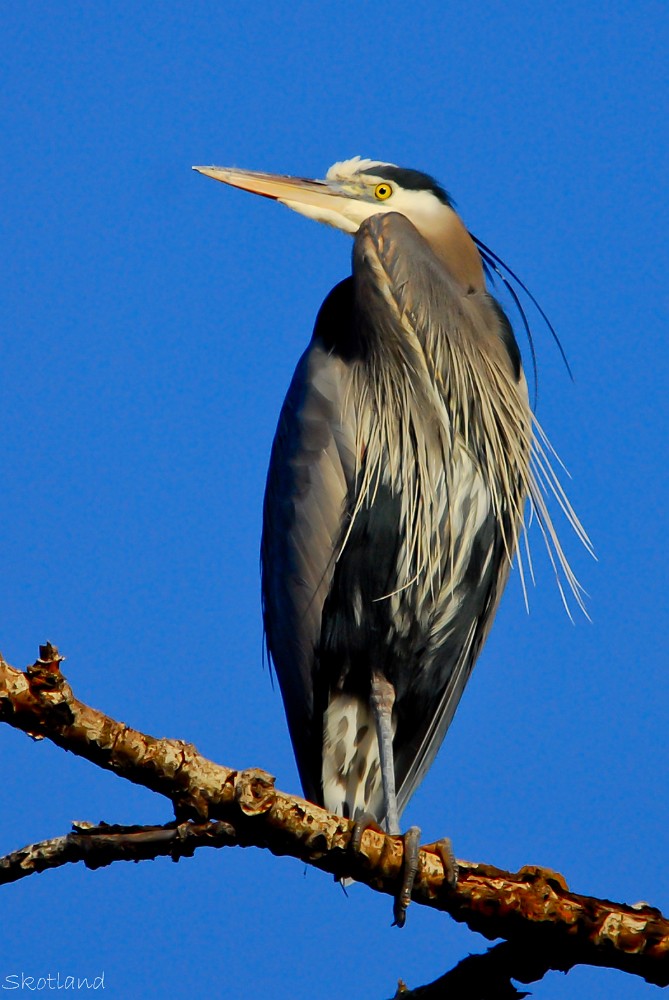 Blue-Heron 6