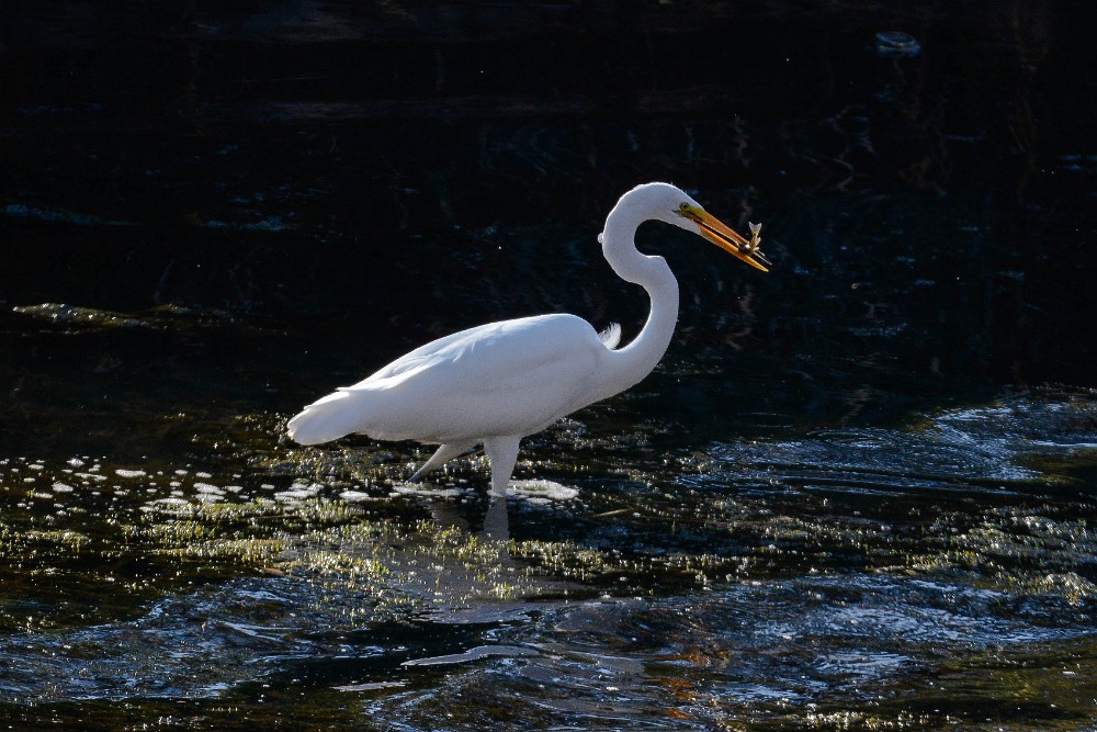 Great-Egret