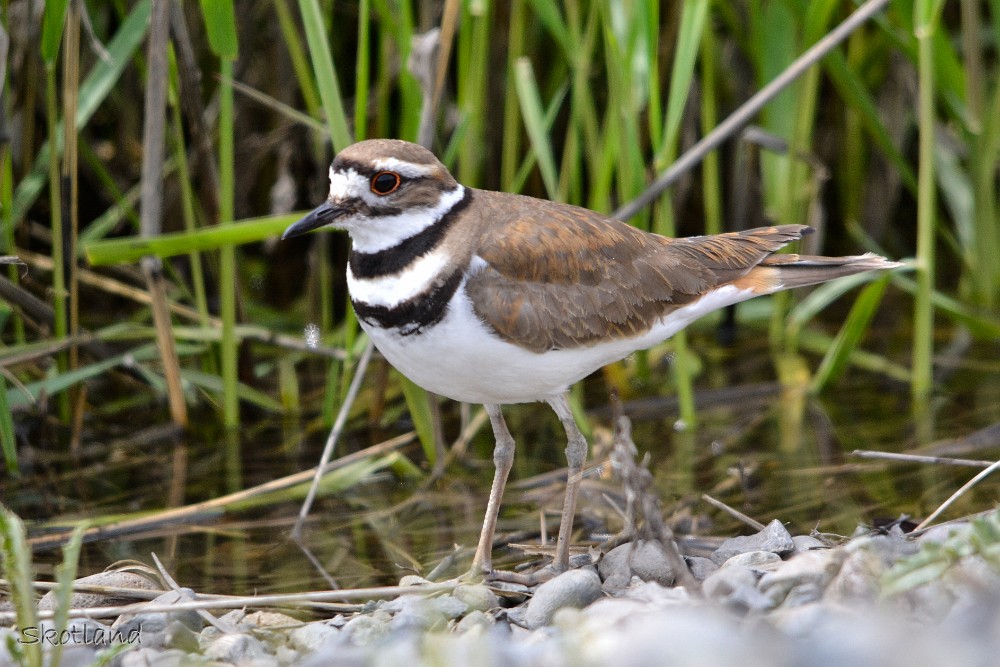 Killdeer