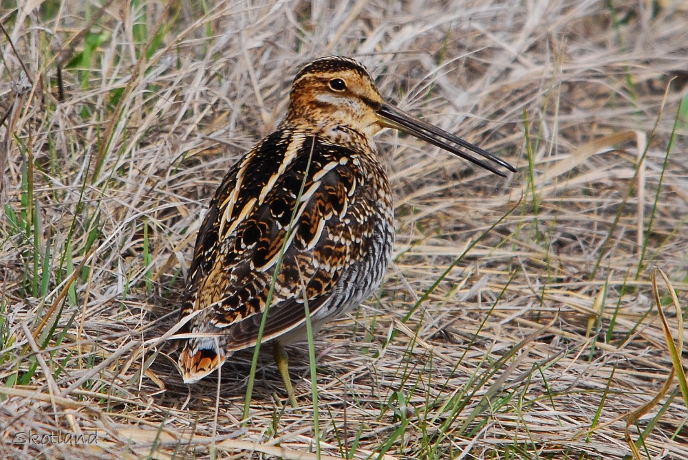 Wilson's-Snipe