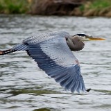 Blue-Heron 1