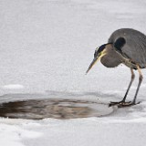 Blue-Heron 2