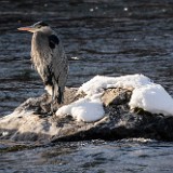 Blue-Heron 3