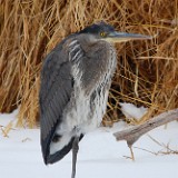 Blue-Heron 4