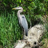 Blue-Heron 5