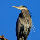 Blue-Heron 6