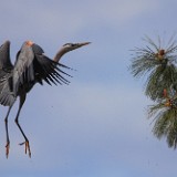 Blue-Heron 7