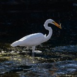 Great-Egret