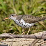 Spotted-Sandpiper