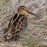 Wilson's-Snipe