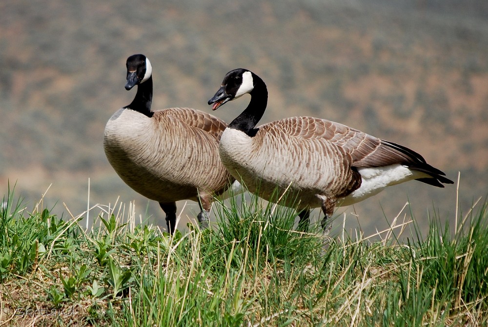 Canada-Geese