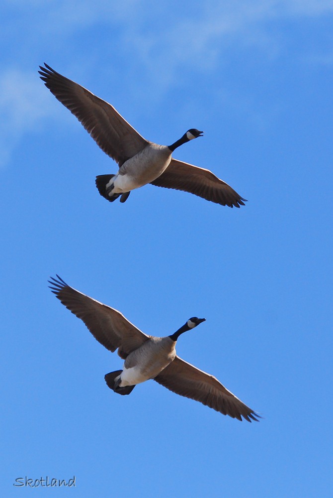 Canada-Geese 1