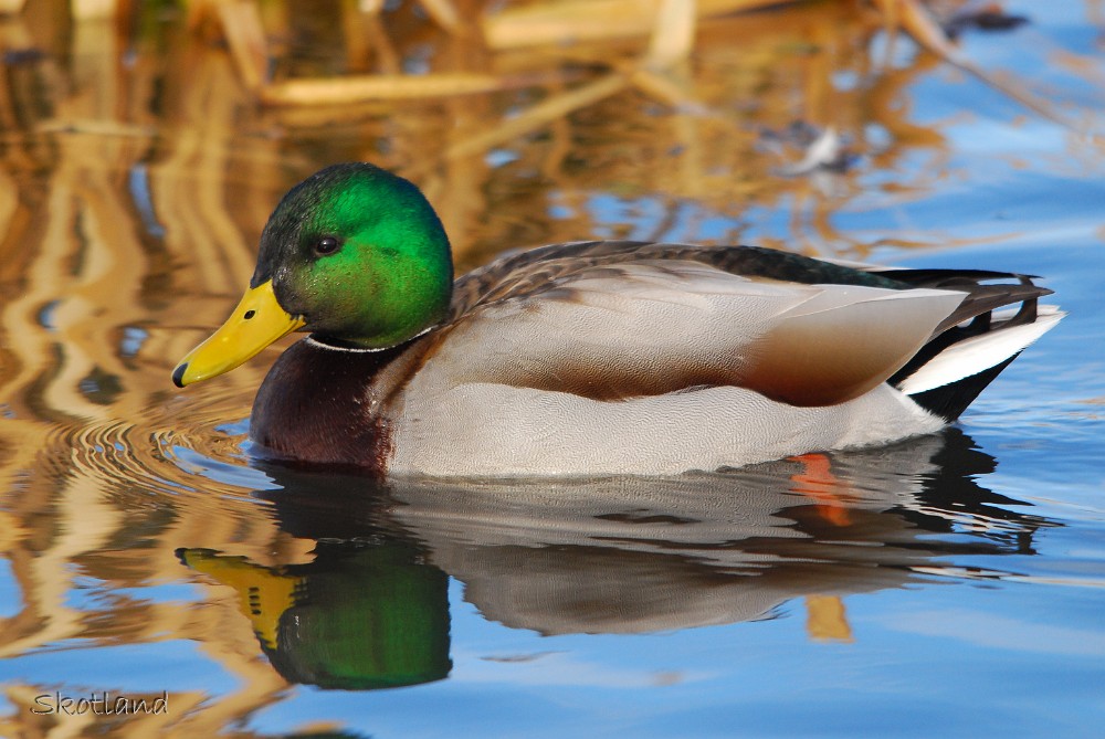 Mallard-drake