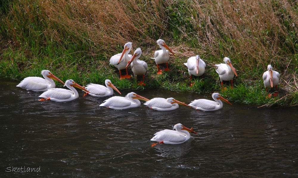 Pelicans